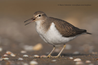 Common sandpiper - Acitis hypoleucos