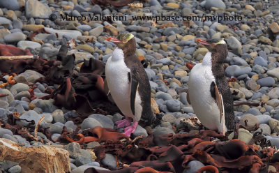 Yellow-eyed penguin - Megadyptes antipodes