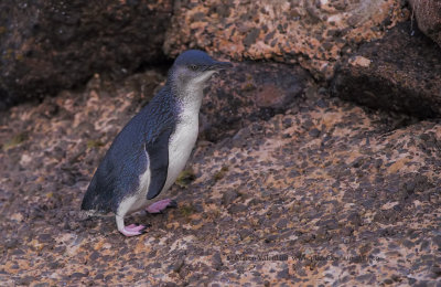 Little blue penguin - Eudyptula minor