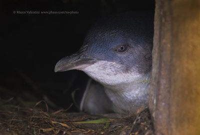 Little blue penguin - Eudyptula minor