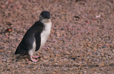 Little blue penguin - Eudyptula minor
