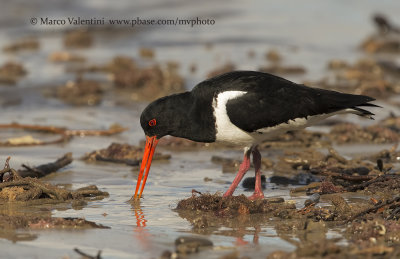 South island pied oystercatcher - Haematopus finschi