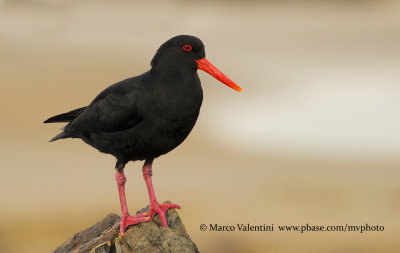 Variable oystercarcher - Haematopus unicolor