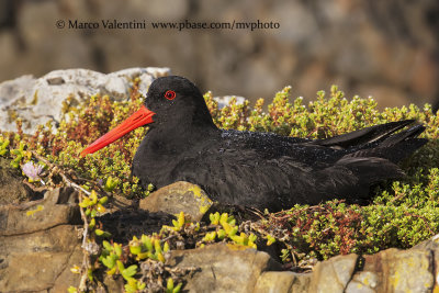 Variable oystercarcher - Haematopus unicolor