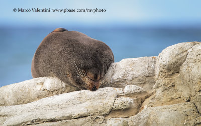 New Zealand fur-seal - Arctocephalus forsteri