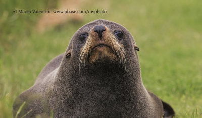 New Zealand fur-seal - Arctocephalus forsteri