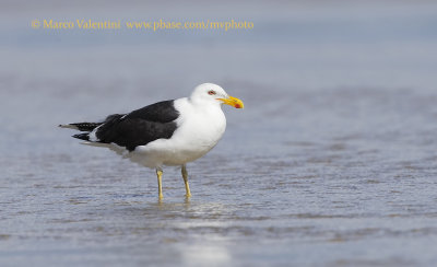 Kelp gull - Larus dominicanus