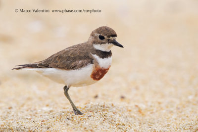 Banded dotterel - Charadrius bicinctus