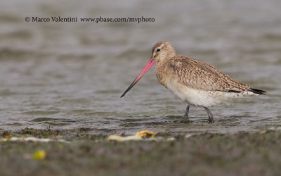 Bar-tailed godwit - Limosa lapponica