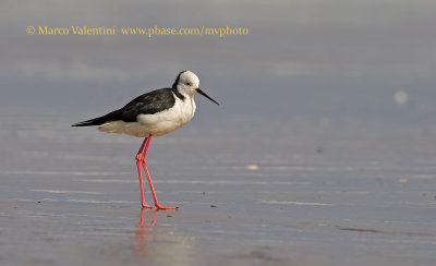 Pied Stilt - Himantopus leucocephalus