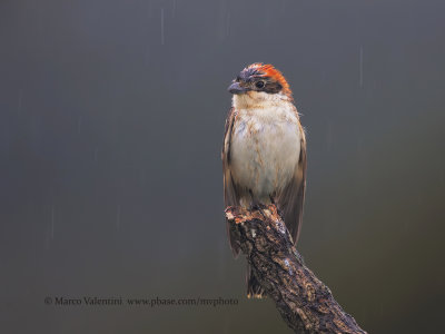 Woodchat shrike - Lanius senator