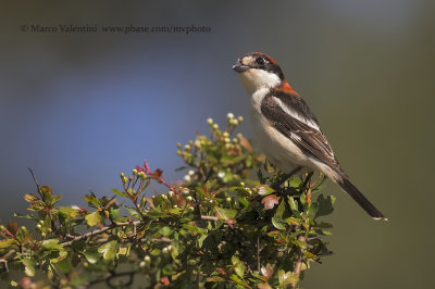 Woodchat shrike - Lanius senator