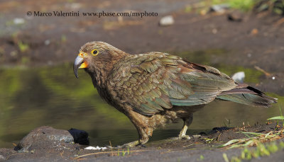 Kea - Nestor notabilis