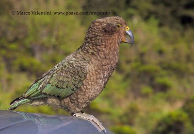 Kea - Nestor notabilis