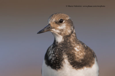 Turnstone - Arenaria interpres