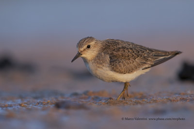 Temminck's stint - Calidris temminkii
