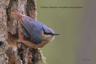 Eurasian nuthatch - Sitta europaea