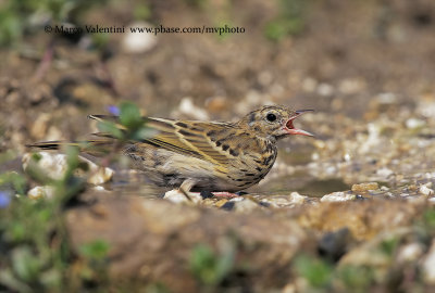 Tree pipit - Anthus trivialis