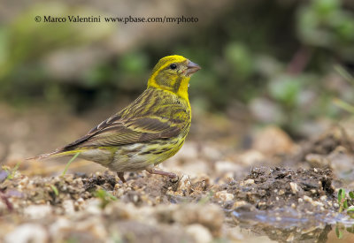 Serin - Serinus serinus