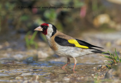 Goldfinch - Carduelis carduelis