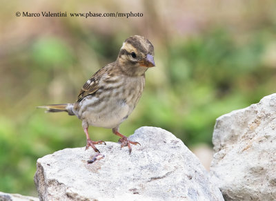 Rock sparrow - Petronia petronia