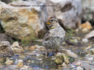 Rock sparrow - Petronia petronia