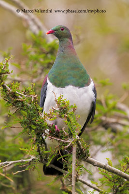 New Zealand pigeon - Hemipahga novaeseelandiae
