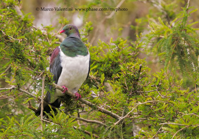 New Zealand pigeon - Hemipahga novaeseelandiae