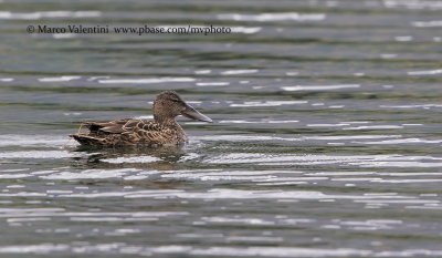 Australasian shoveler - Anas rhyncotis