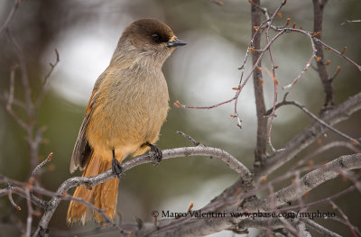 Siberian Jay - Perisoreus infaustus