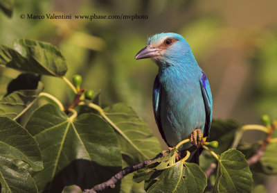 European roller - Coracias garrulus