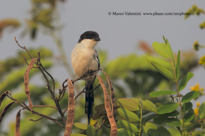 Common fiscal - Lanius collaris