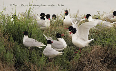 Mediterranean gull - Larus melanocephalus