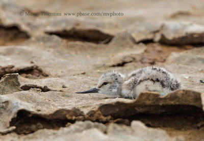 Avocet - Recurvirostra avocetta