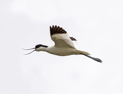 Avocet - Recurvirostra avocetta