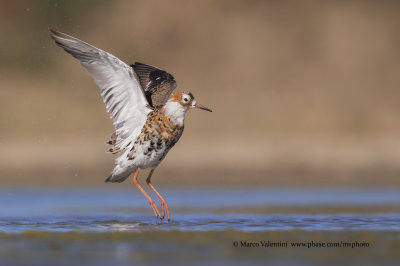 Ruff - Philomacus pugnax