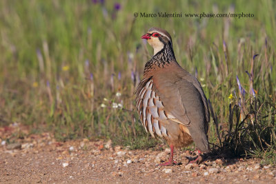 Red-legged partridge - Alectoris rufa