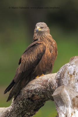 Black kite - Milvus migrans