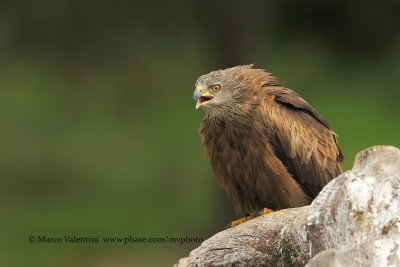 Black kite - Milvus migrans