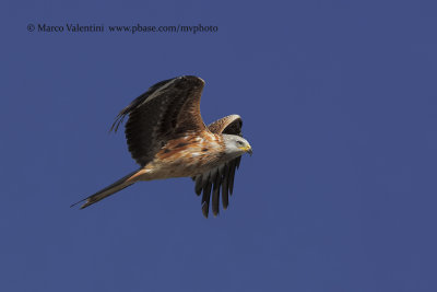 Red kite - Milvus milvus