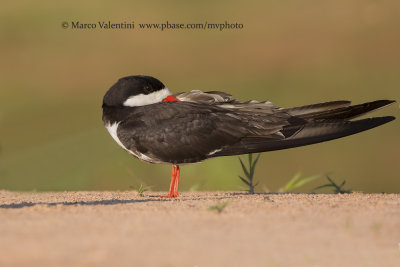 Black skimmer - Rhyncops niger