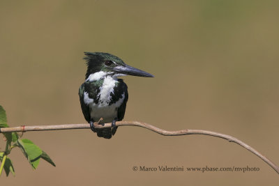 Amazon kingfisher - Chloroceryle amazona