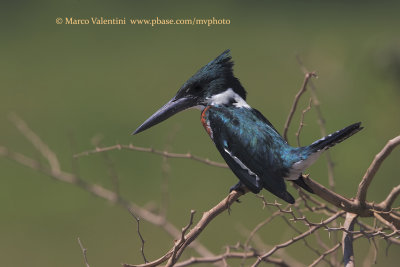 Amazon kingfisher - Chloroceryle amazona