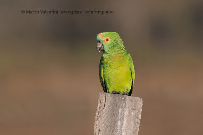 Turquoise-fronted Amazon - Amazona aestiva