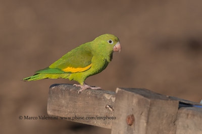 Yellow-chevroned parakeet - Brotogeris chiriri