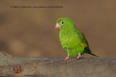 Yellow-chevroned parakeet - Brotogeris chiriri