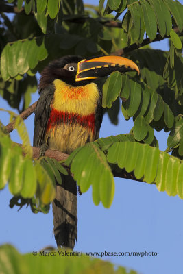 Chestnut-eared Aracari - Pteroglossus castanotis