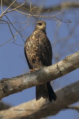 Snail kite - Rosthramus sociabilis