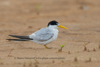 Yellow-billed tern - Sternula superciliaris