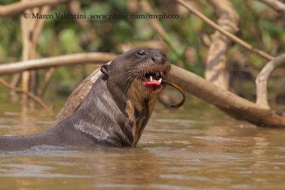 Giant river otter - Pteronura brasiliensis
